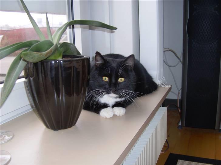 Huskat Mulle billede 16