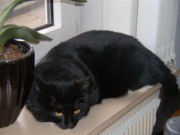 Huskat Mulle billede 17