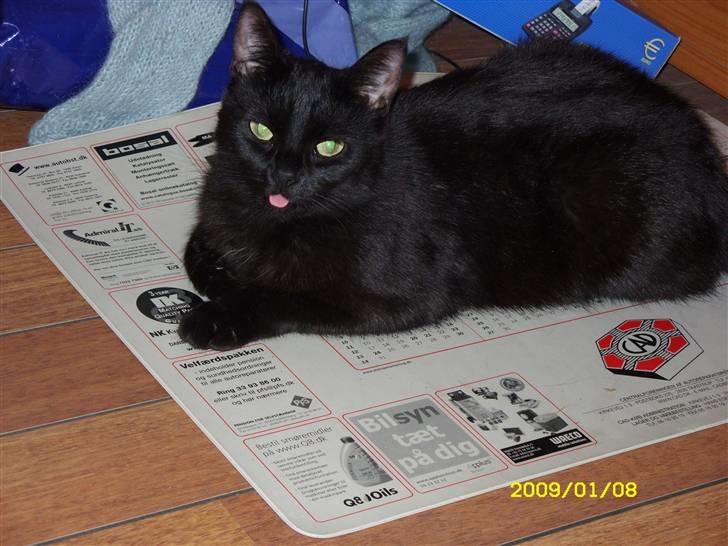 Huskat pjevs (jevs) - NYT... Jeg tager lige en slapper hvor man rækker tunge af fotografen billede 1