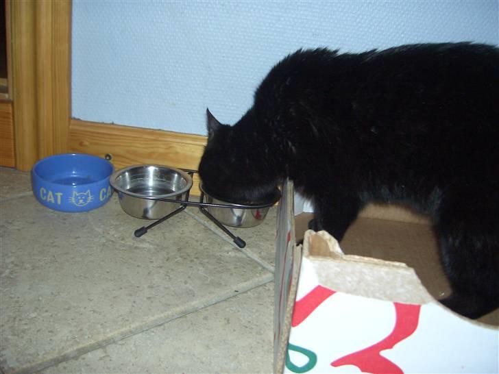 Huskat pjevs (jevs) - umm er bare så sulten billede 2