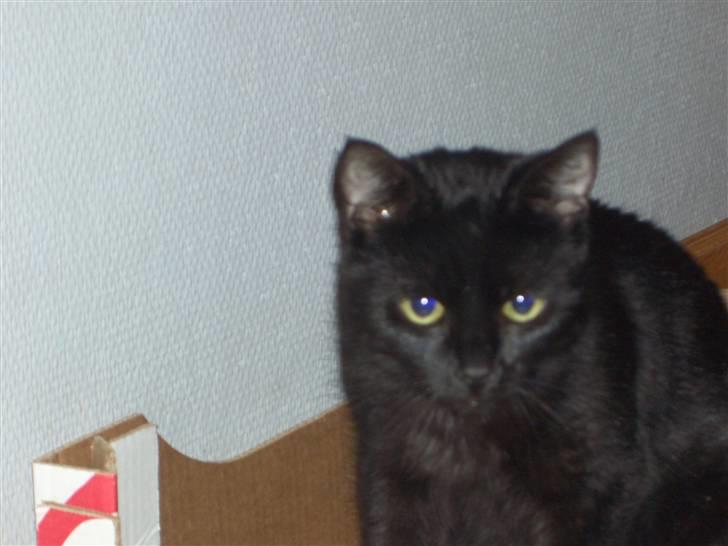 Huskat pjevs (jevs) - neji skal vi lege billede 3