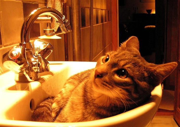 Huskat Samzon billede 15