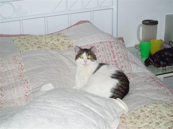 Huskat Fie (forsvundet) billede 1