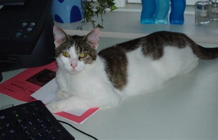 Huskat Fie (forsvundet) billede 2