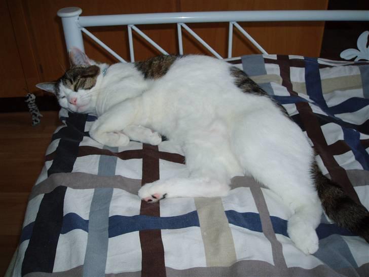 Huskat Fie (forsvundet) billede 4