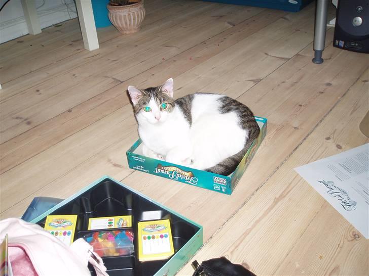 Huskat Fie (forsvundet) billede 5