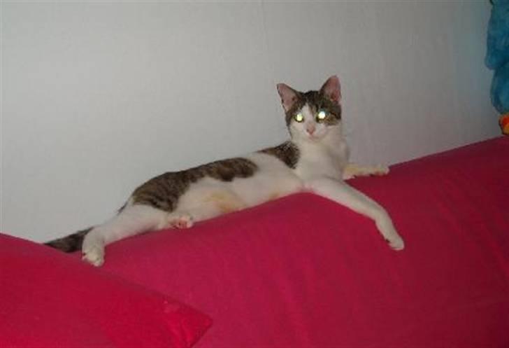 Huskat Fie (forsvundet) billede 6