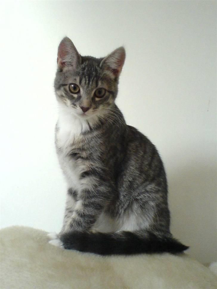 Blanding af racer Soffie billede 1