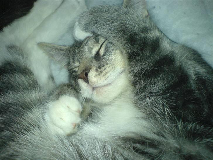 Blanding af racer Soffie billede 2