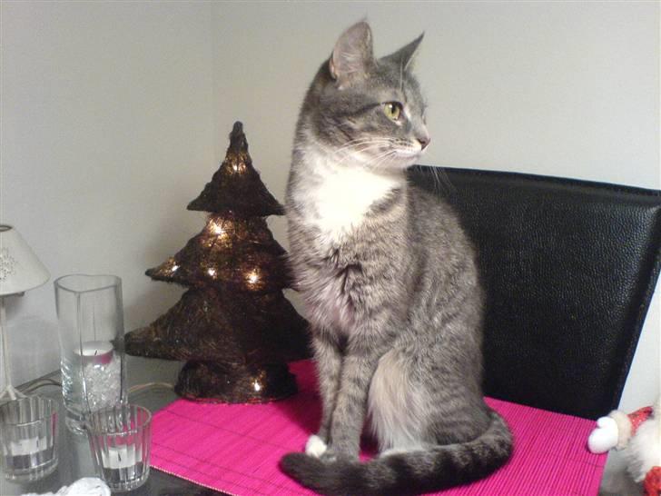 Blanding af racer Soffie billede 3