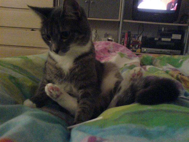 Blanding af racer Soffie billede 4