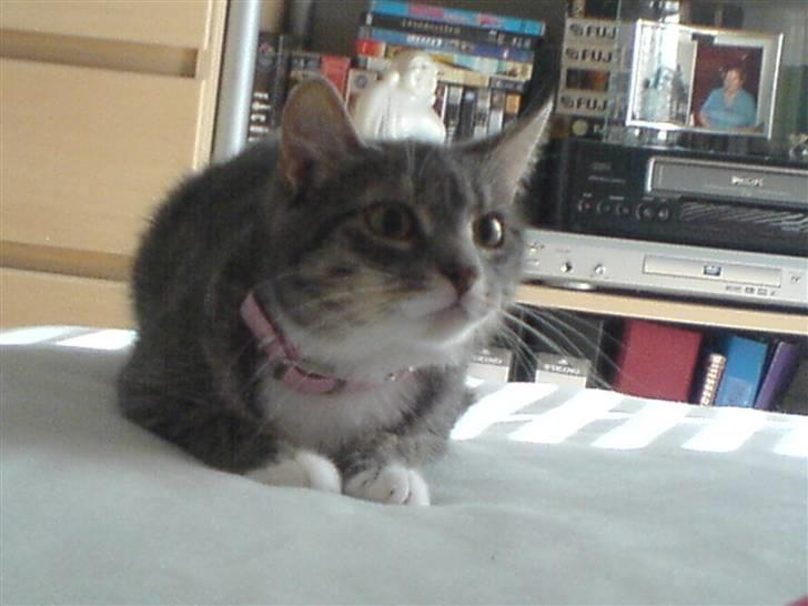 Blanding af racer Soffie billede 5