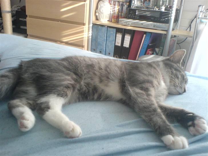 Blanding af racer Soffie billede 6