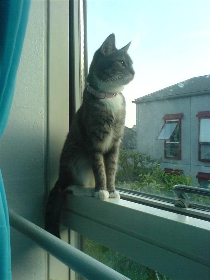 Blanding af racer Soffie billede 7