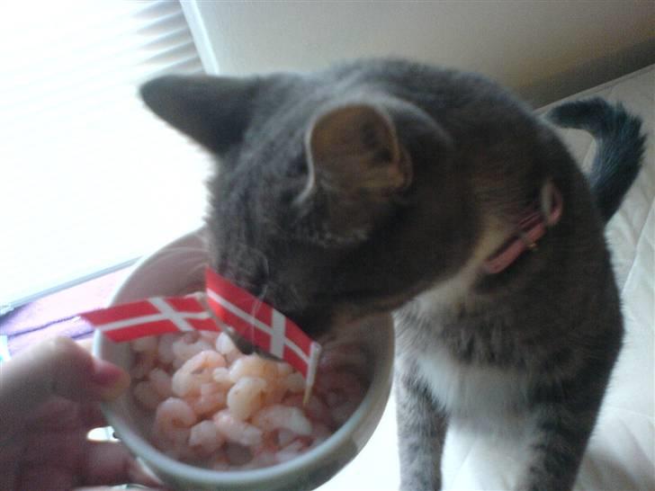 Blanding af racer Soffie billede 8