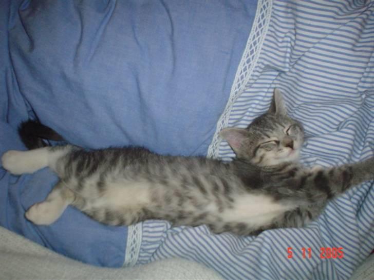 Blanding af racer Soffie billede 9