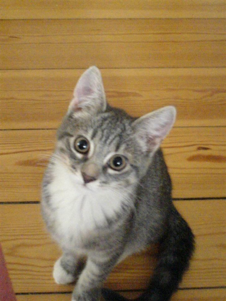 Blanding af racer Soffie billede 10