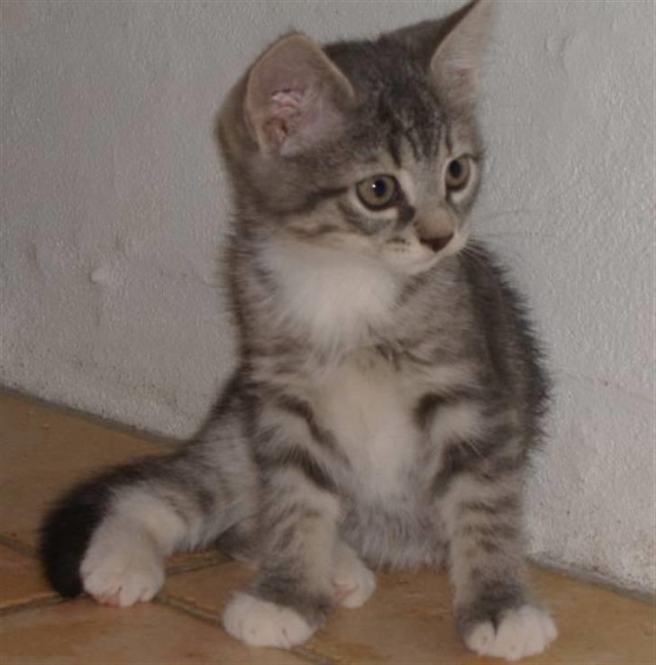 Blanding af racer Soffie billede 11