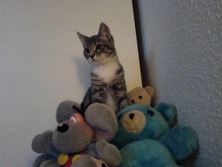 Blanding af racer Soffie billede 12