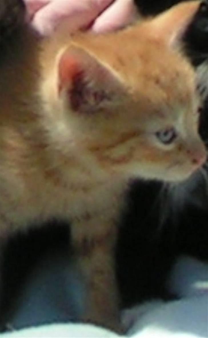 Huskat Garfield - Det her er Garfield der han var lidt mindre. Skal nok få flere billeder billede 1