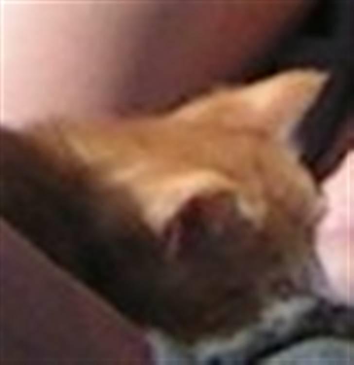 Huskat Garfield - ja det er et lille billede billede 3