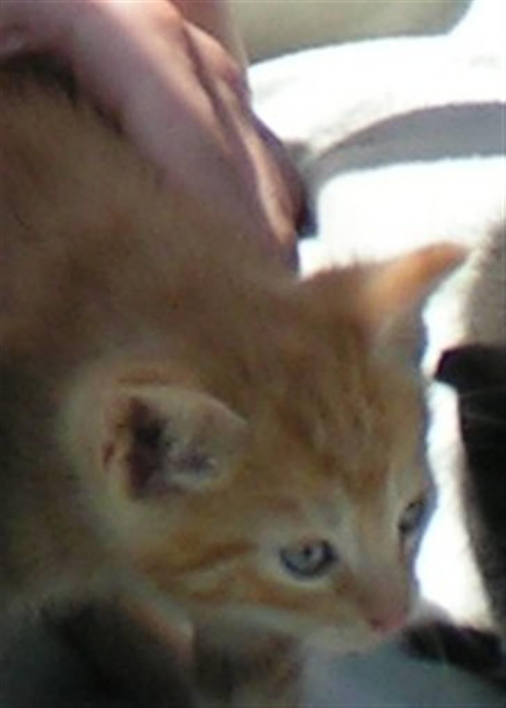 Huskat Garfield billede 4