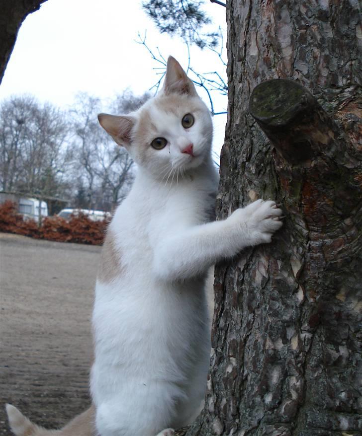 Blanding af racer Kaj billede 1