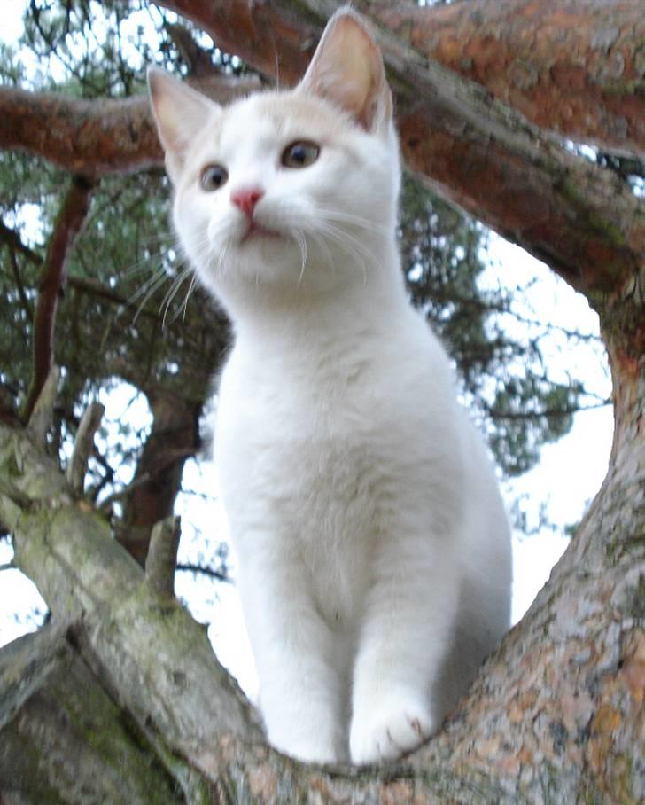 Blanding af racer Kaj billede 2