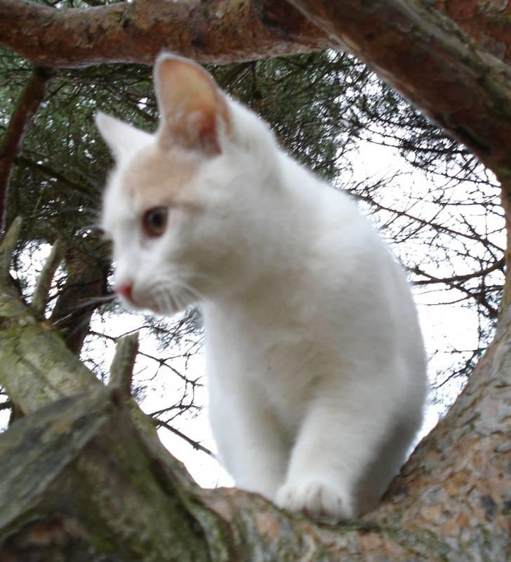 Blanding af racer Kaj billede 3