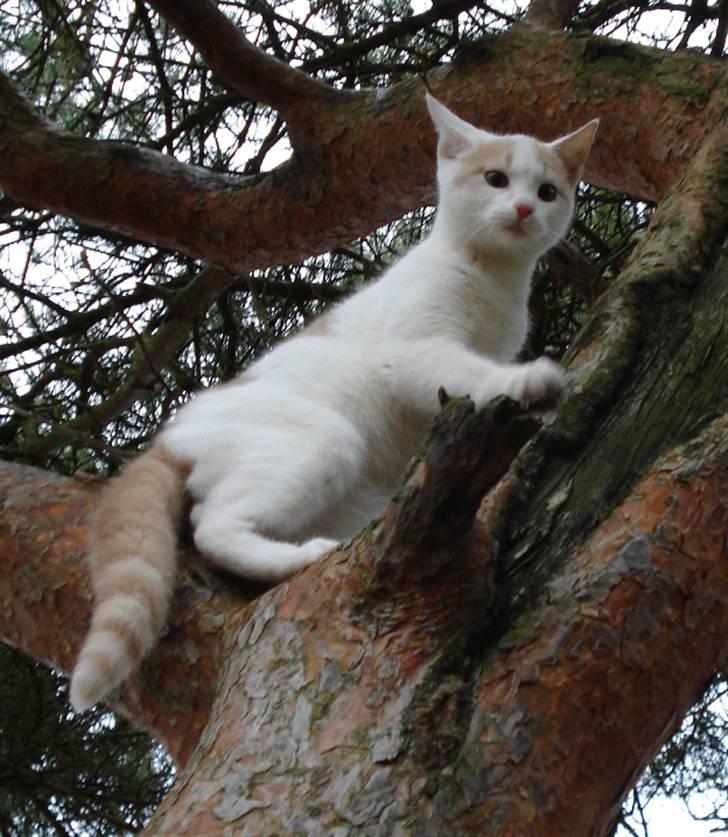 Blanding af racer Kaj billede 4