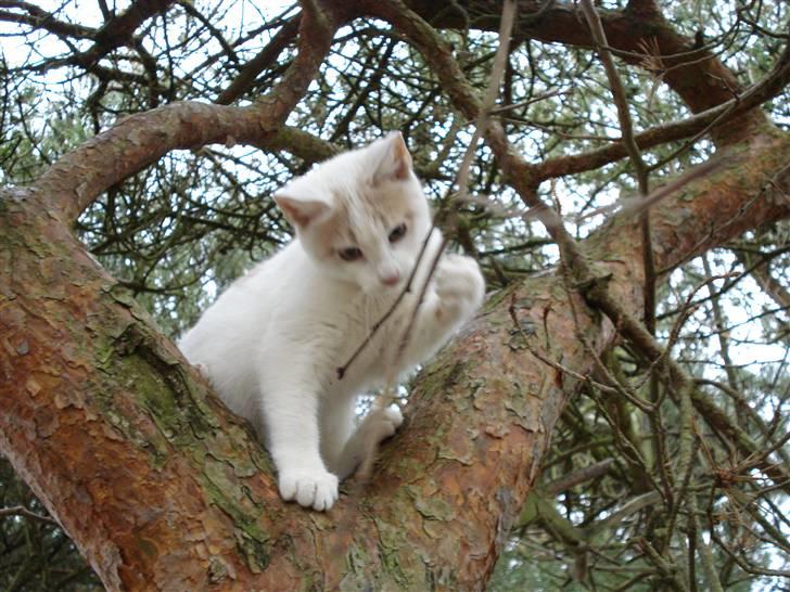 Blanding af racer Kaj billede 5