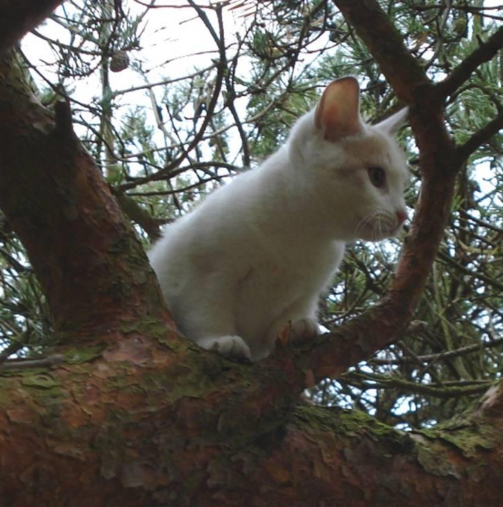 Blanding af racer Kaj billede 6