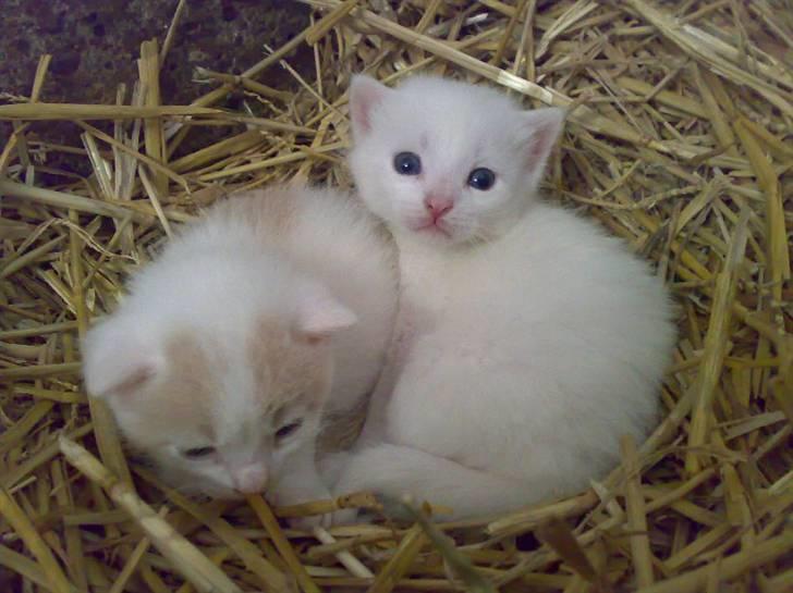 Blanding af racer Kaj billede 7