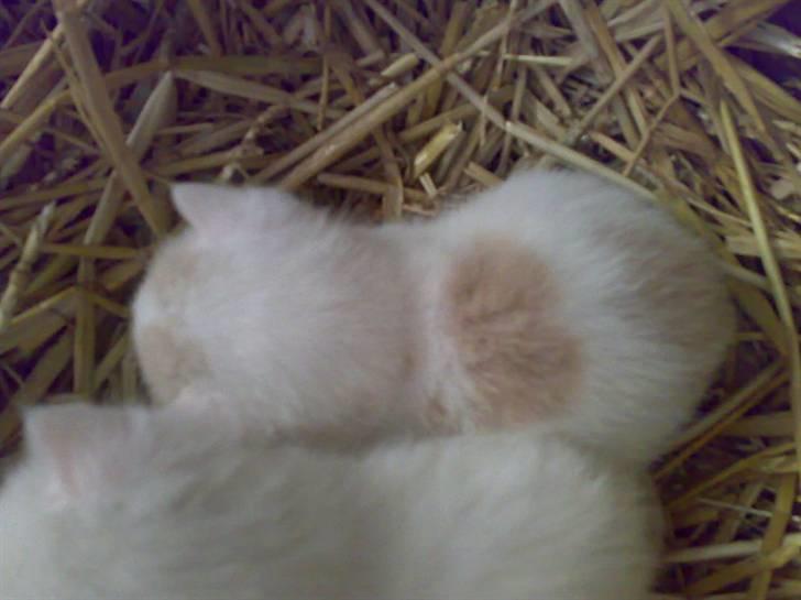 Blanding af racer Kaj billede 8