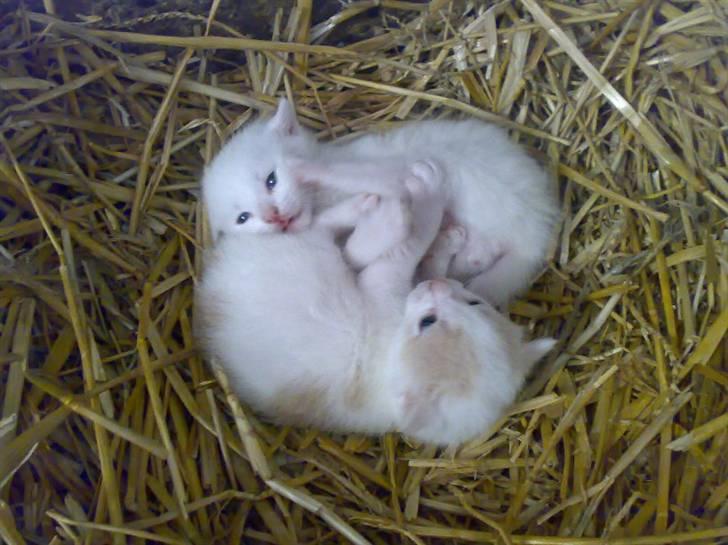 Blanding af racer Kaj billede 9