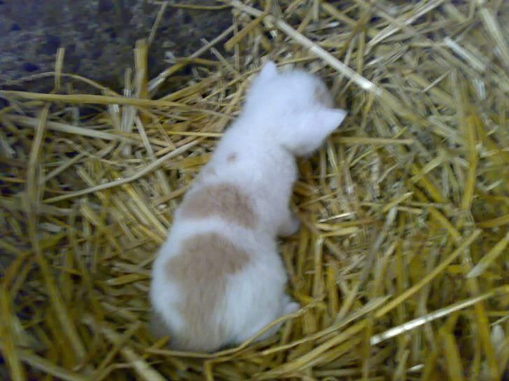 Blanding af racer Kaj billede 10