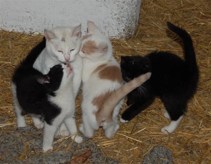 Blanding af racer Kaj billede 11