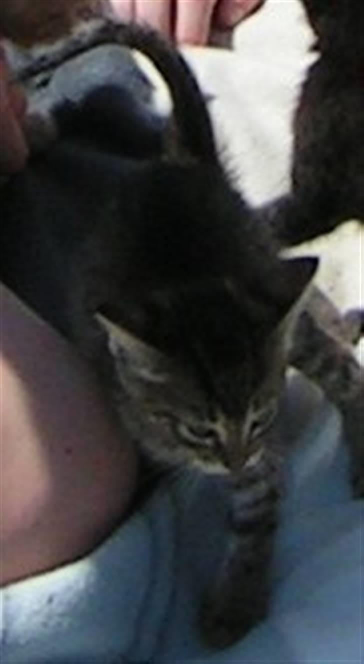 Huskat Mille - Det her er prinsesse Mille billede 1