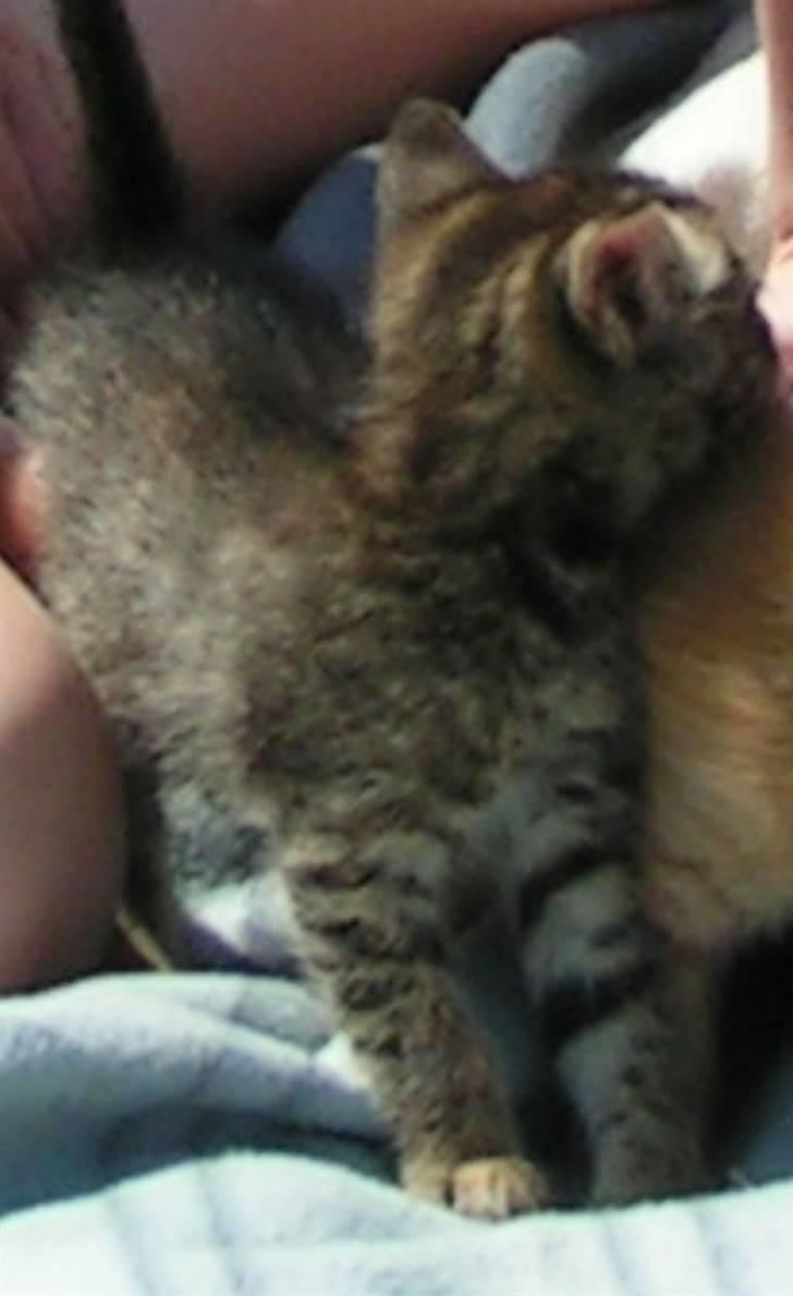 Huskat Mille - Min søde Mille. hun var ikke vant til kameraet. billede 2