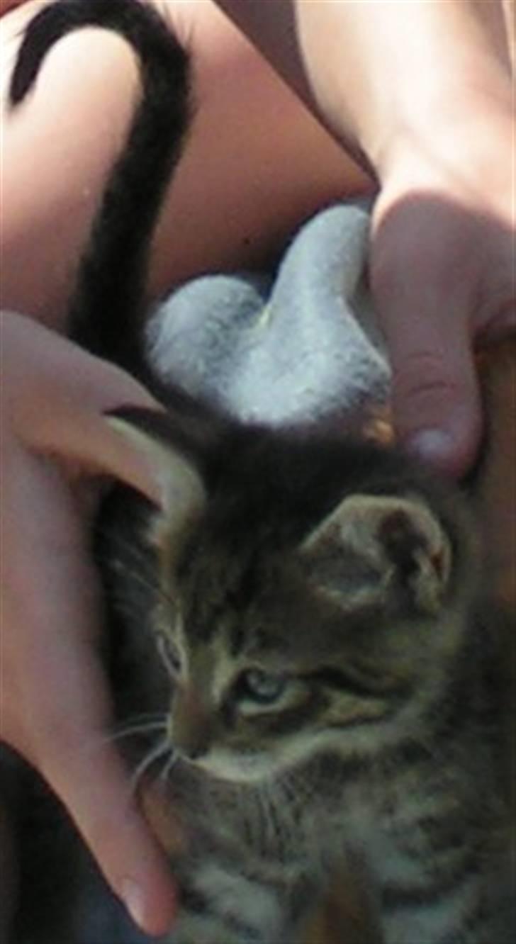 Huskat Mille - Skal nok skaffe flere billeder af dem alle billede 3