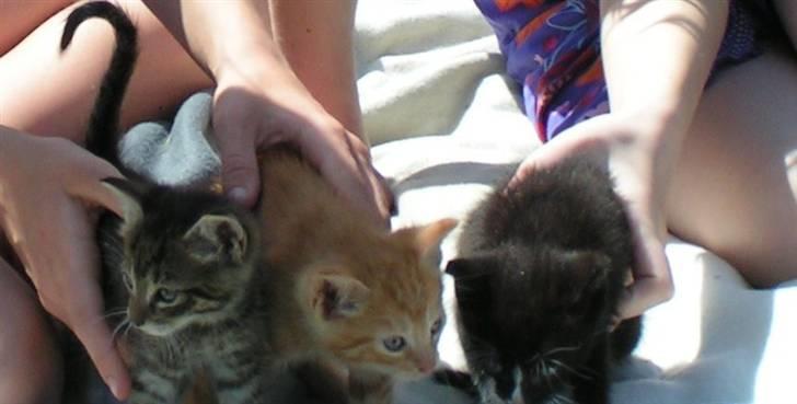 Huskat Mille - Her er billederne med dem alle billede 4