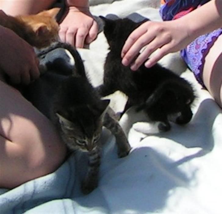 Huskat Mille - og igen billede 5