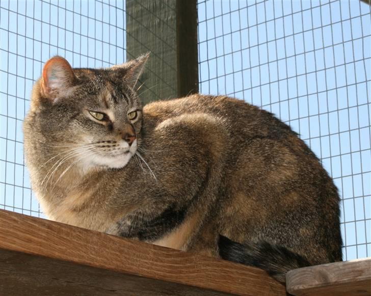 Huskat mille billede 1