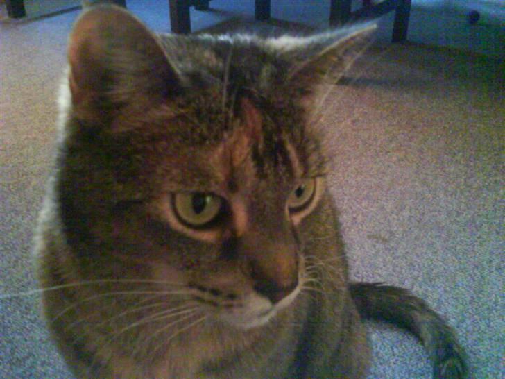 Huskat mille billede 2