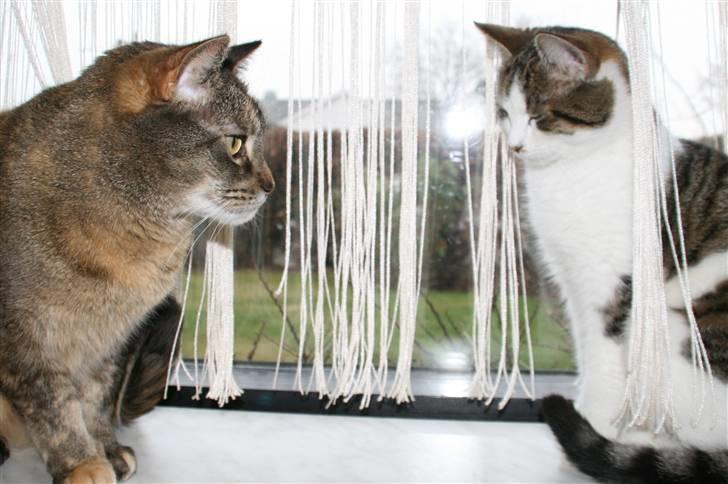 Huskat mille billede 3