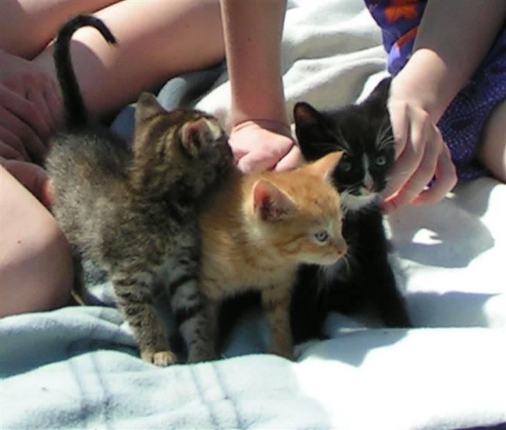 Huskat Garfield billede 6