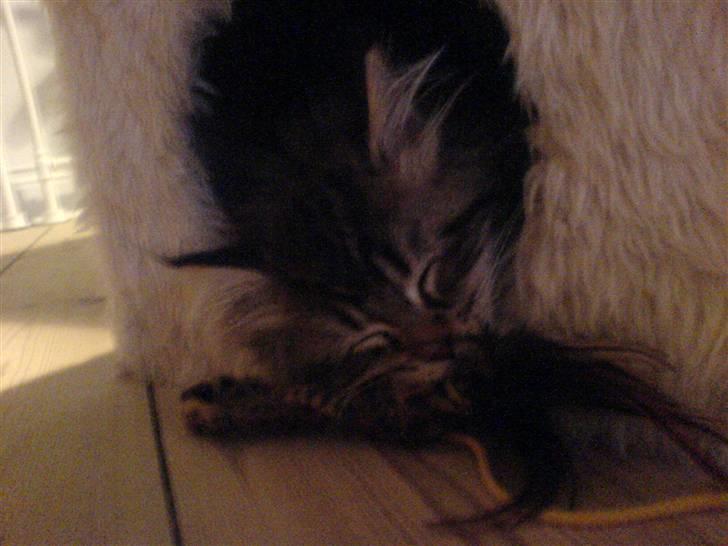 Maine Coon Monrad - Min helt egen hule! For den tykke kat kan ikke komme her ind :-)  billede 3