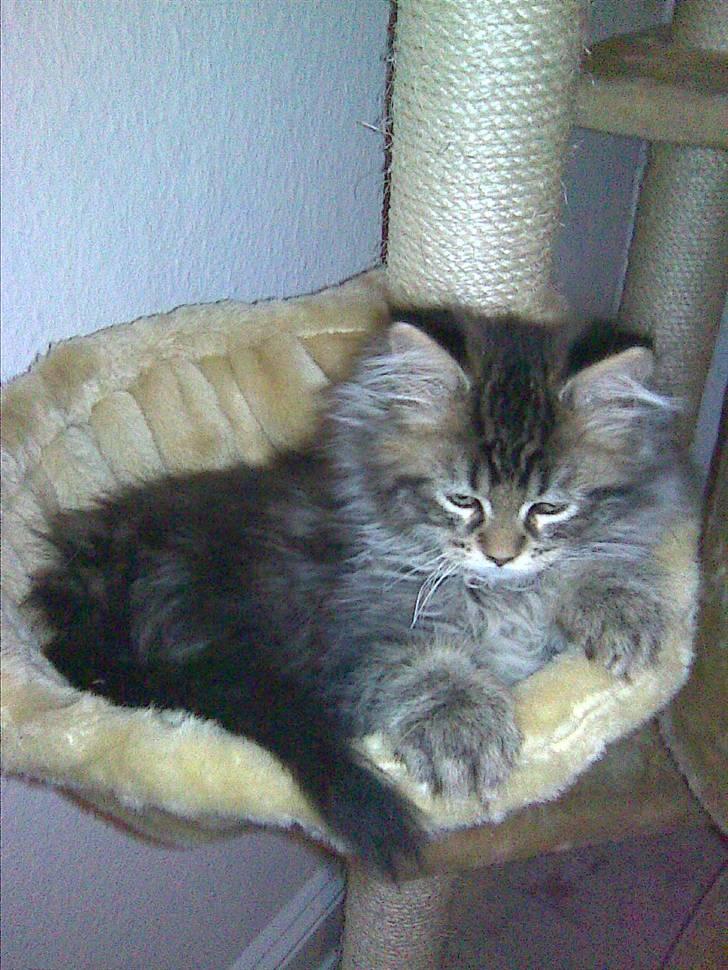 Maine Coon Monrad - Det her store kradsetræ er bare dejligt!  billede 4