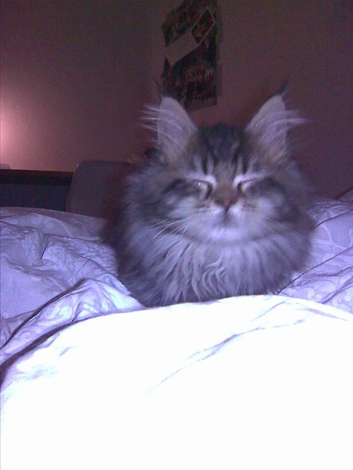 Maine Coon Monrad - Hvor er der dejligt i sengen! billede 5