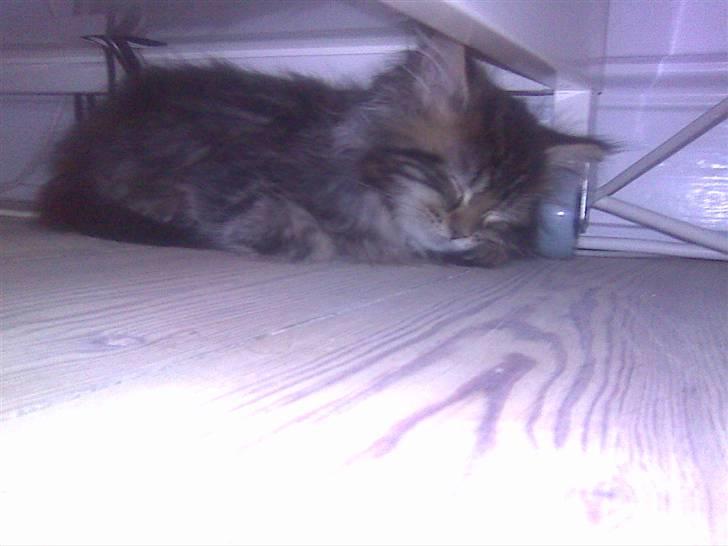 Maine Coon Monrad - det er hårdt at være en lille killing!  billede 6